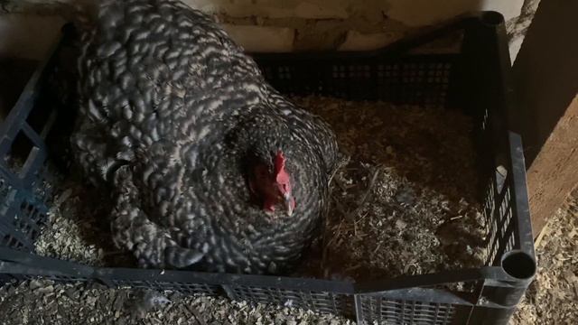 1 мая Сукко. Садим, косим. Курица села на яйца - это результат дрожжевания корма 🙈