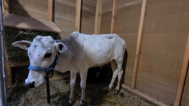 We got a Zebu, miniature cow!! смотреть онлайн