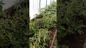 СРОЧНО!!!! Томаты жируют, как исправить ситуацию!!!