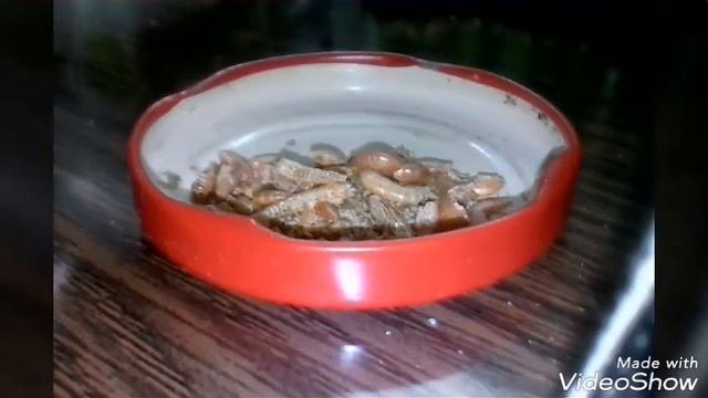 Дещовый Корм для малька гуппи