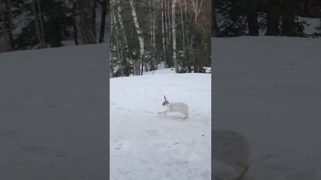 Песенка про зайцев и медведей