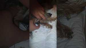 Первые роды мини йорка 2 часть