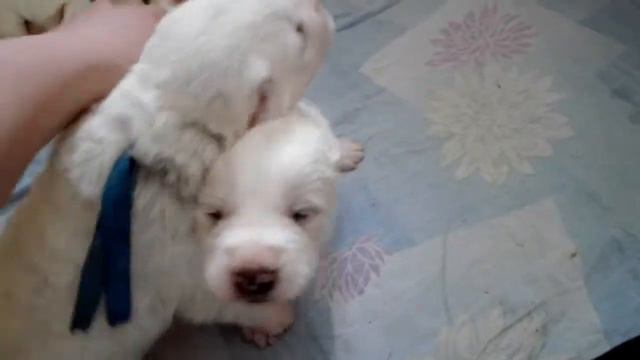 Щенки СРЕДНЕАЗИАТСКОЙ ОВЧАРКИ
на видео 2 недели
д.р 25.12.2018
от пары:
о. Гранд с Крутояра
м.Велич смотреть онлайн