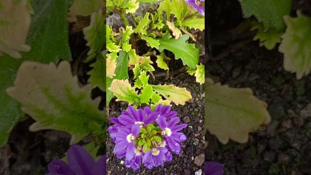 Сцевола Индиго Тач (SCAEVOLA  Indigo Touch).?