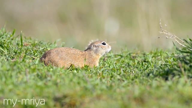 Малый суслик смотреть онлайн