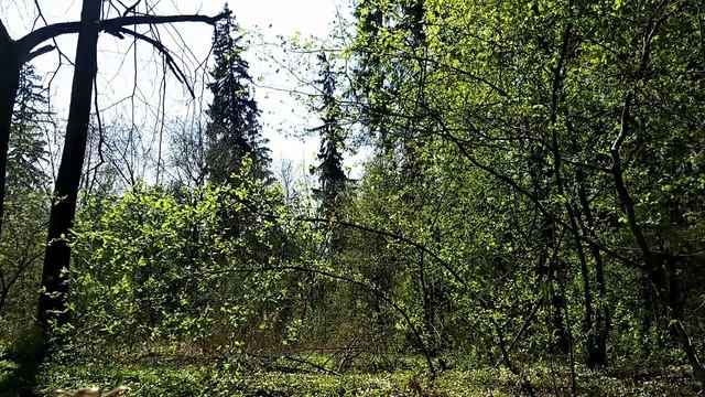 Пение птиц. ОРНИТОТЕРАПИЯ ЛЕЧЕБНОЕ ПЕНИЕ ПТИЦ. Певчие птицы. Релакс☯ Звуки природы. Как поют птицы.