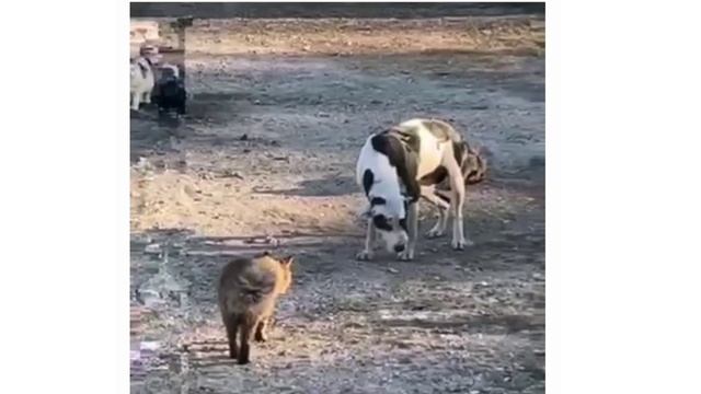 Окружен, но не сломлен