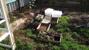 Ягдтерьер для охраны дома.