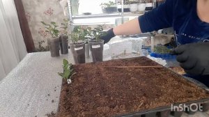 Черенкование вегетативных георгин в феврале.