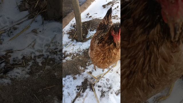 Даже куры не хотят гулять этой весной.