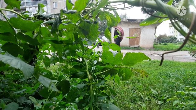 Сериал Кожня 2 часть о жизни бродяги СПОРТ смотреть онлайн