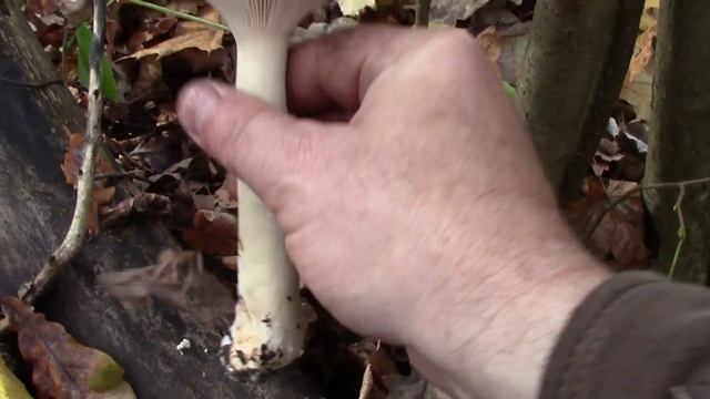 4 октября рядовка фиолетовая говорушка дымчатая смотреть онлайн