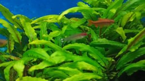 Какие рыбки и растения в моем 100 л аквариуме/Fish and plants in my 100 L tank