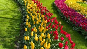 45 самых красивых сортов ГОЛЛАНДСКИХ ТЮЛЬПАНОВ 🌷Полный обзор 4К