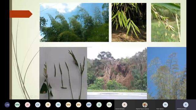 Cómo fotografiar bambués para su identificación botánica, con Ximena Londoño. 📸🎋 смотреть онлайн