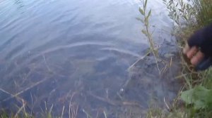 Шнурок на воблер TsuYoki flirt 128 sp