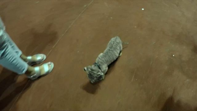 #СелфиНьюс. Цирковой тигренок смотреть онлайн