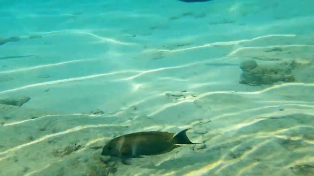 REEF OASIS BEACH RESORT, пляж, МУРЕНА и РЫБА ИГЛА, подводная съёмка на отмели смотреть онлайн