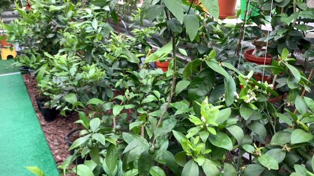 Тем временем в " домике для цитрусов" 25.05.20???????? смотреть онлайн