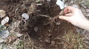 Как посадить плетистую розу для быстрого старта (роза Раубриттер)