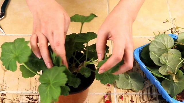 Пеларгония зональная. Бабушкина герань. Уход. Секреты пышного цветения.