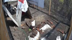 Гуси Мамуты на курорте