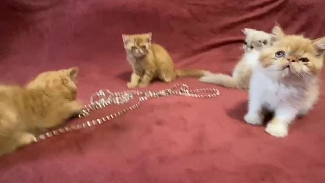 Котята