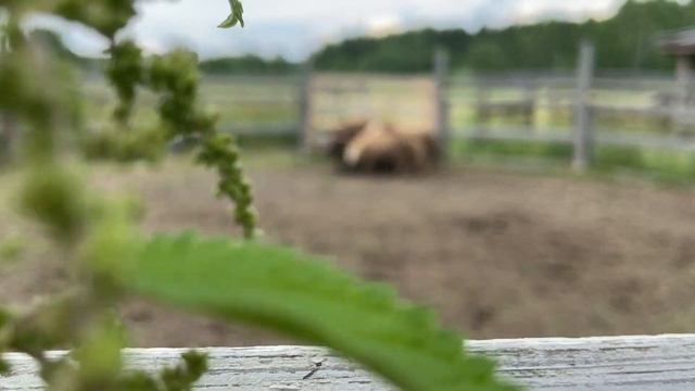 ТПИ АТК «Горыныч» смотреть онлайн