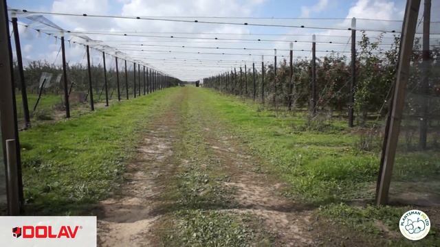 Materials Handling Apples with Dolav Plastic Pallet Boxes at Plantsman PO смотреть онлайн