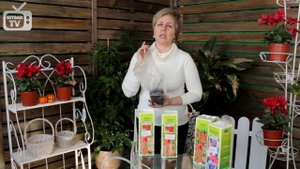 Айва ➡ Особенности посадки и ухода