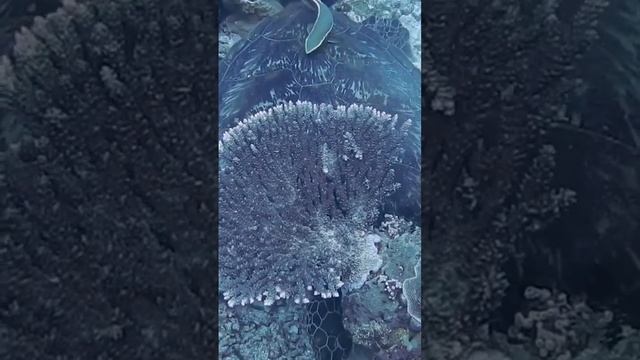 Вода, обитатели смотреть онлайн