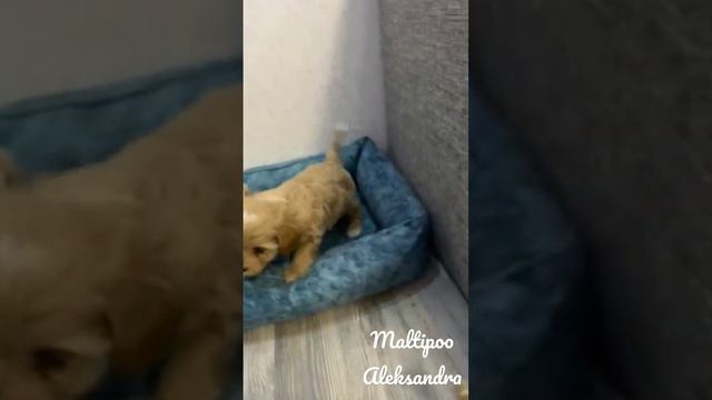 малыши Мальтипу Ф1 к Новому году❤️питомник мальтипу в Москве 🐾