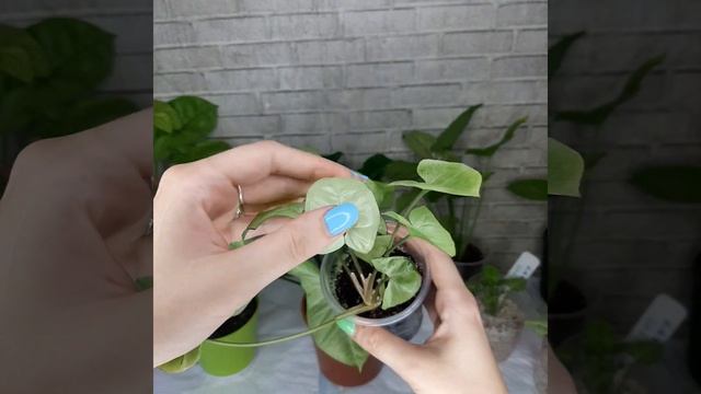 сингониум (часть моей коллекции) смотреть онлайн