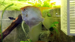 Аквариумистика, аквариумисты и причем здесь война.mp4