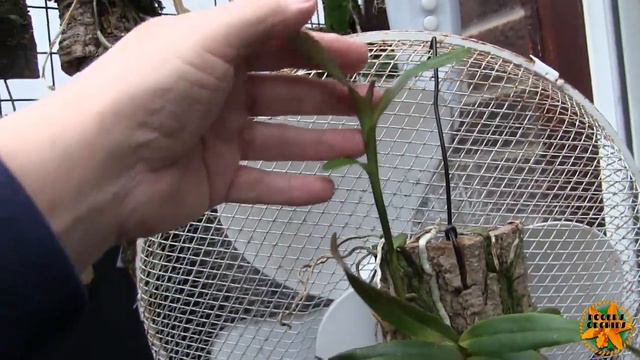 Orchids "To Go" Pt 2 - The Plants смотреть онлайн