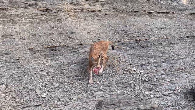 "Завтрак туриста" рыси Марса смотреть онлайн