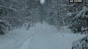 Облавная охота на волка. Охота на волка с флажками . 2018