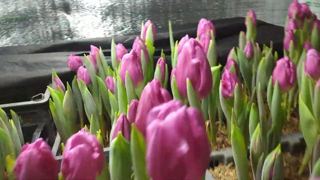 Выгонка тюльпанов, ошибки уже не исправить.... смотреть онлайн