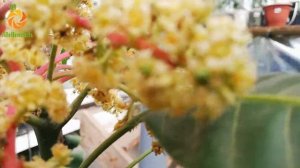 Цветение манго.