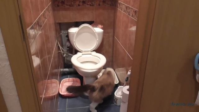 Как выглядит кот в 18 лет. Жизнь старого кота