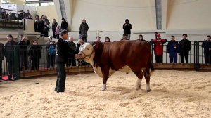 Показ КРС, бык породы Герефорд. Золотая Осень-2010. Часть2