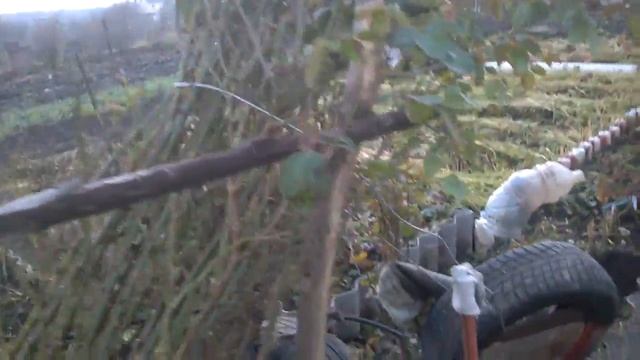 КАК ПРАВИЛЬНО ПРИГНУТЬ КУСТЫ РОЗ НА ЗИМНИЙ ПОКОЙ, НО НЕ ОБРЕЗАТЬ,ЧТОБЫ ВЕСНОЙ БЫЛИ ШИКАРНЫЕ КУСТЫ смотреть онлайн