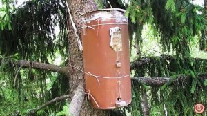 Проверяю ловушки на пчёл  Ловушки из картона и ДВП  провисели всю зиму на деревьях