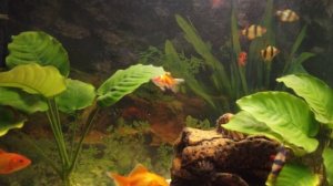 Как в воде? Рыбки в аквариуме красиво плавают как в воде.