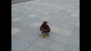 Орёл напал на собаку на глазах у людей.