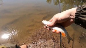 Адреналиновая рыбалка на куриную печень (часть 1)