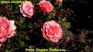 Обильное цветение этих сортов роз удивляет каждый год! Интернет-магазин https://klumba7.ru