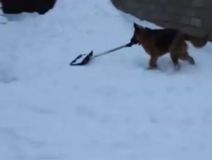 Собака чистит снег лопатой