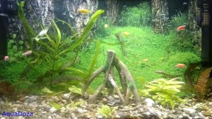 Ксенококус. Как избавиться от водорослей?