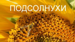 Июль: цветут подсолнухи!